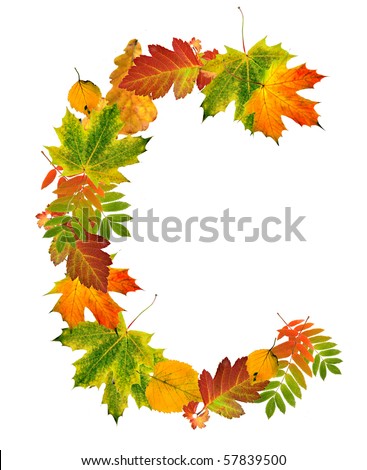 Letter sign C made of autumn colored leaves close up  isolated on white background