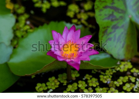 The water lilies