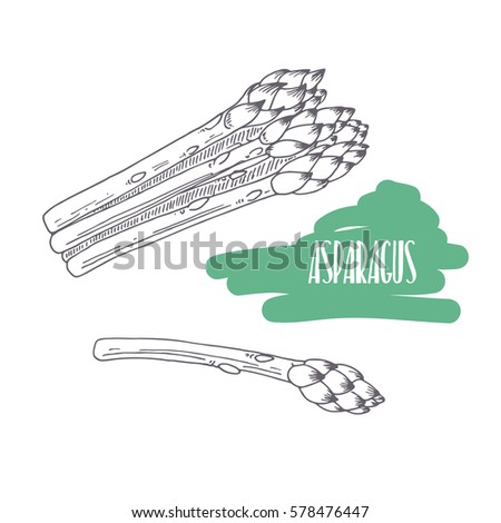 Hand drawn asparagus isolated on white. Sketch style vegetables with slices for market, kitchen or food package design. Vector illustration