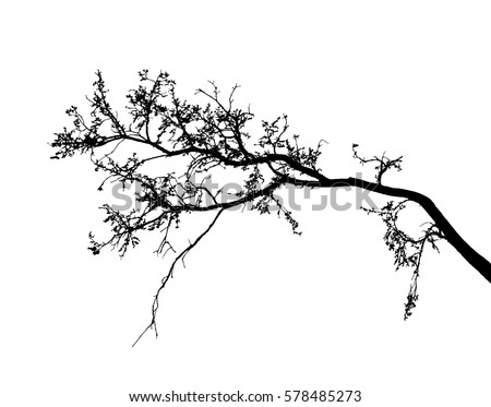 Realistic tree silhouette (Vector illustration).Eps10