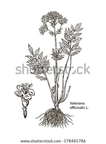 Valerian. Valeriana officinalis. Hand drawn vector illustration of valerian on white background. Wild grasses and flowers. Botanical illustration