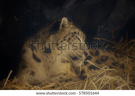 Snow leopard laying in the straw