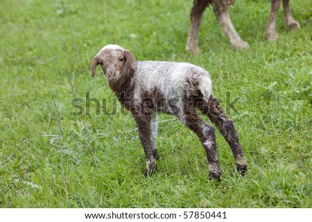 A lamb grazing on a field on sunshine Spring day