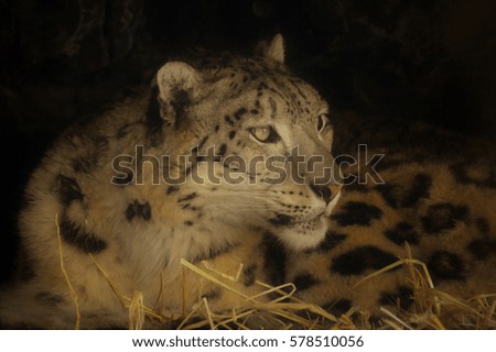 Snow leopard laying down in the straw
