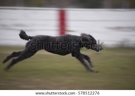 Standard Poodle Dog running full speed with motion blur