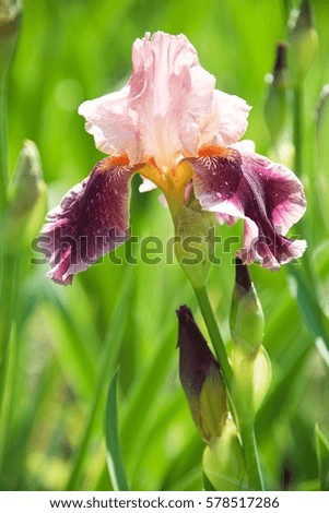 Iris flower. Springtime. Spring background.