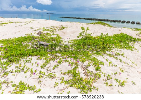 Beach with flowers, Turtle Island, Borneo