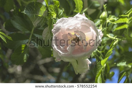 beautiful delicate spring flower close-up rose sunlit