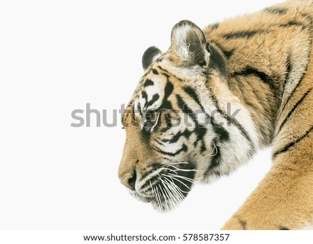 Sumatran tiger profile
