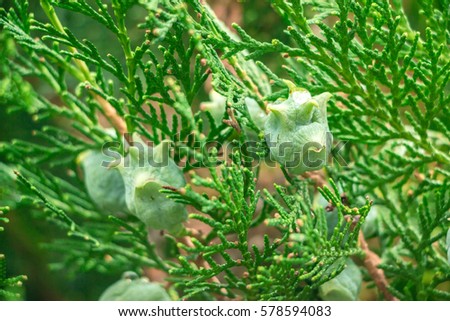 Green fruits of thuja. Unique fruit of the Oriental arborvitae. Thuja - evergreen tree, cypress relative. Texture of thuja leaves with rain drops. Natural green background. Filled full frame picture.