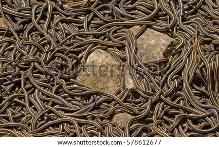 Group of red sided garter snake Thamnophis sirtalis parietalis mating in Narcisse, Manitoba, Canada. Royalty-Free Stock Photo #578612677