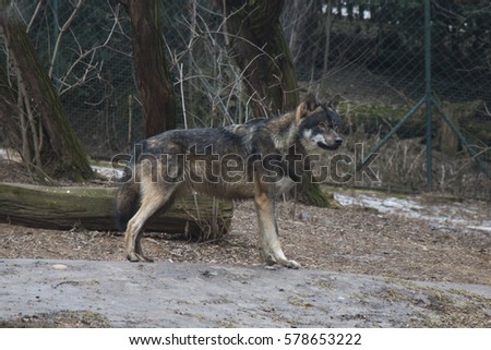 Standing brown and grey wolf.