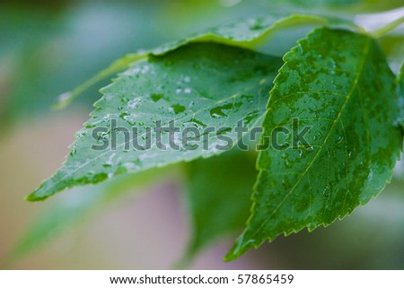 Fresh leaf with dew after a rain.