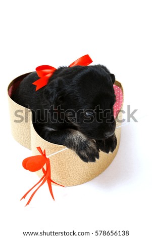Beautiful black pup with the red tape in a gift box in the shape of a heart