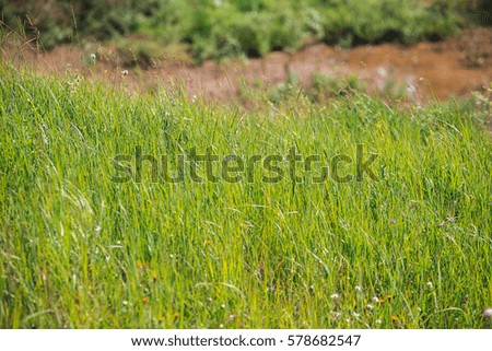 Field green grass and flowers at the summer