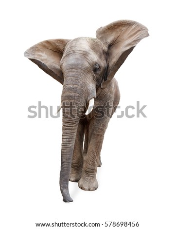 African elephant walking forward with ears flying up in air. Isolated on white. 