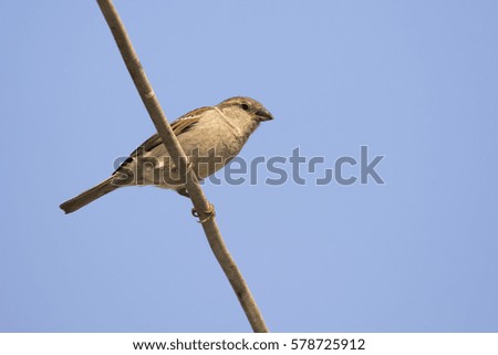 Image of sparrow on sky background. Bird