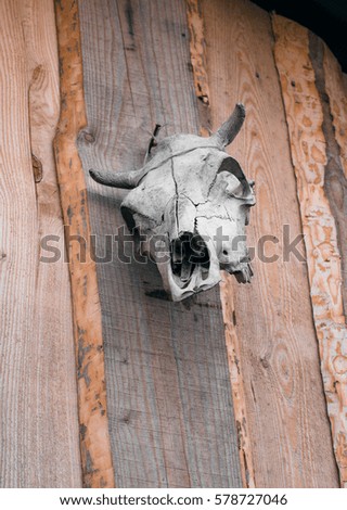 Cow skull hanged on wooden wall