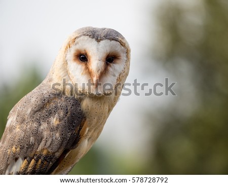 Barn owl close up portrait (Tyto alba) over green and bright background