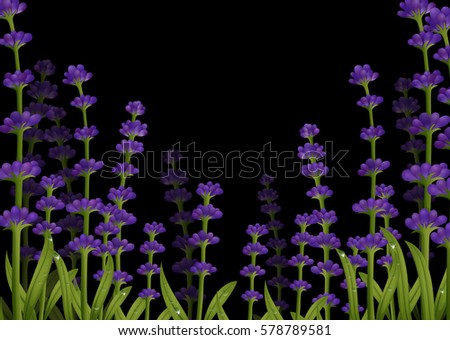 Lavender flowers with black background illustration