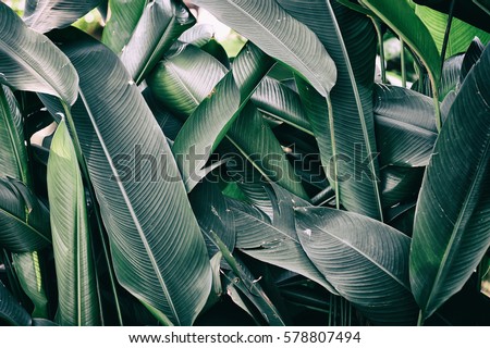 tropical leaves Royalty-Free Stock Photo #578807494