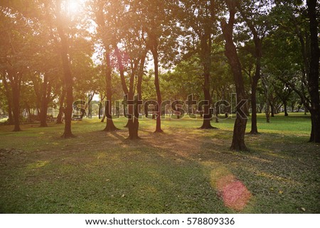 Green lawn at park under warm sunny light