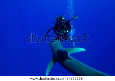 Scuba Diver and Oceanic White Tip Shark