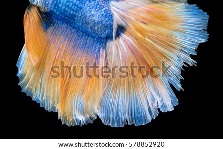 Capture the moving moment of blue-yellow siamese fighting fish isolated on black background. Betta fish.