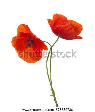 Two red poppies isolated on white