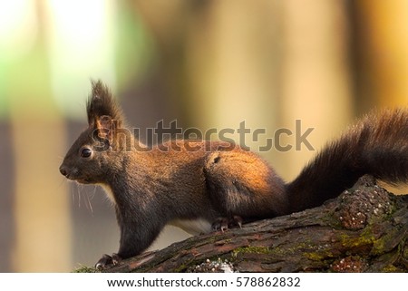 common red squirrel in the park ( Sciurus vulgaris )