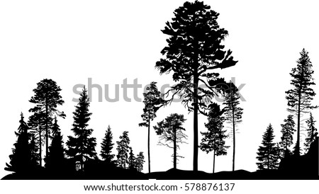 illustration with high pine in fir trees forest isolated on white background