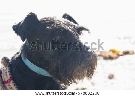 dog with sweater on the beach