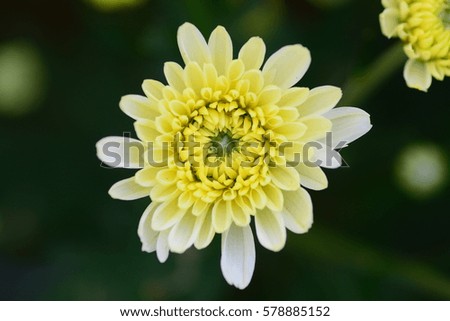 the Chrysanthemum, Dendranthemum grandifflora flowers in closeup
