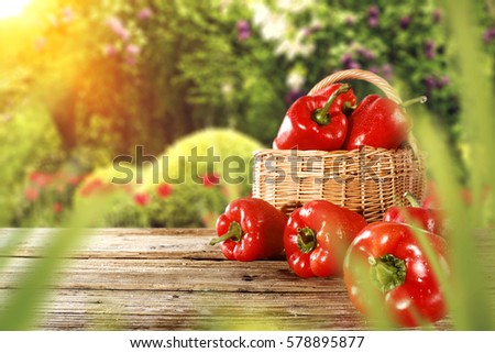 red fresh tomatoes and garden 