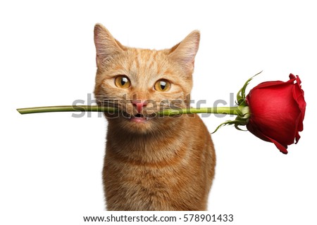 Close-up Portrait of Ginger Cat Lover Brought Flower as a gift in Mouth with smile isolated on white background, front view Royalty-Free Stock Photo #578901433