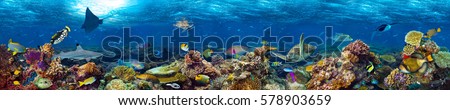 underwater coral reef landscape super wide banner background  in the deep blue ocean with colorful fish and marine life Royalty-Free Stock Photo #578903659