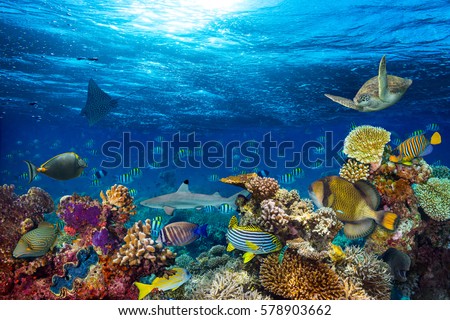 underwater coral reef landscape background  in the deep blue ocean with colorful fish and marine life Royalty-Free Stock Photo #578903662