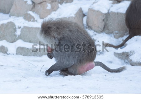Close up of male hamadryas baboon in the winter