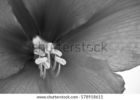 macro close up of wonderful flower amaryllis petals in black and white