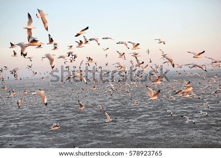Seagulls flying seaside, animal nature fly mangrove forest the beach evening