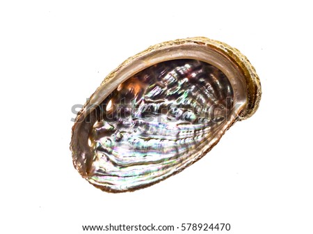 Abalone - Haliotis lamellosa isolated on white background. Sea ear, ear shell, muttonfish or muttonshell is a common shell fish or mollusc souvenir. Royalty-Free Stock Photo #578924470