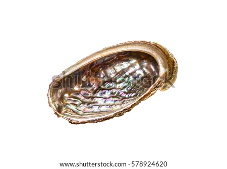 Abalone - Haliotis lamellosa isolated on white background. Sea ear, ear shell, muttonfish or muttonshell is a common shell fish or mollusc souvenir. Royalty-Free Stock Photo #578924620