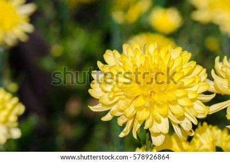 Beautiful yellow chrysanthemum. Sunny day in the botanical garden.