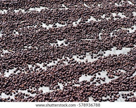 high quality high land raw dark and light brown fresh coffee beans dried with solar energy prepare to roast as picture backdrop or background