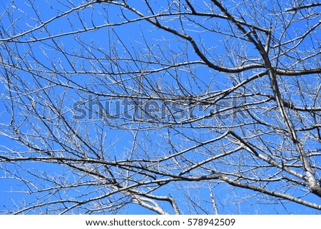 Cherry blossom branches in winter with blue sky.