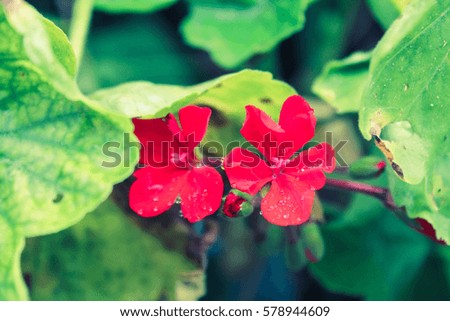 Red Flowers with Rain Drops