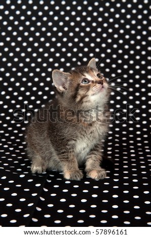 cute kitten sitting on black and white polka dot background