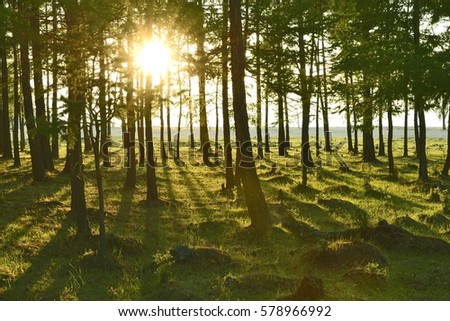 the sun shines through the pine branches Lake Baikal Olkhon Khuzhir  warm filter 
