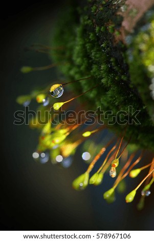 Dew drops on the moss