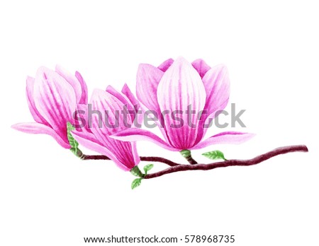 Magnolia watercolor botanical illustration. Clip art isolated on white background.